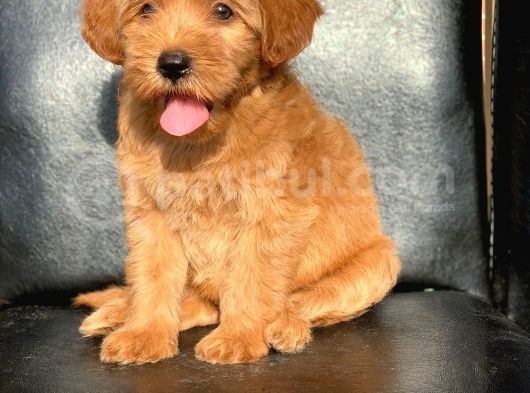 Red Di̇şi̇ Safkan Malti̇poo