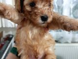 Apricot Toy Poodle Yavru