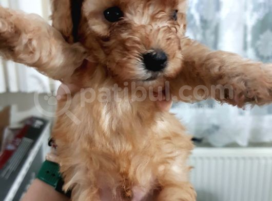 Apricot Toy Poodle Yavru