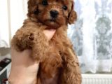 Apricot Toy Poodle Yavru