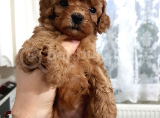 Apricot Toy Poodle Yavru görsel