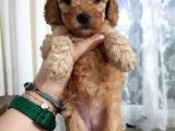 Apricot Toy Poodle Yavru