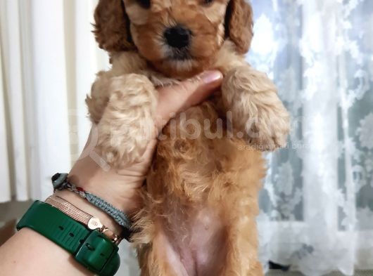 Apricot Toy Poodle Yavru görsel