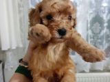 Apricot Toy Poodle Yavru