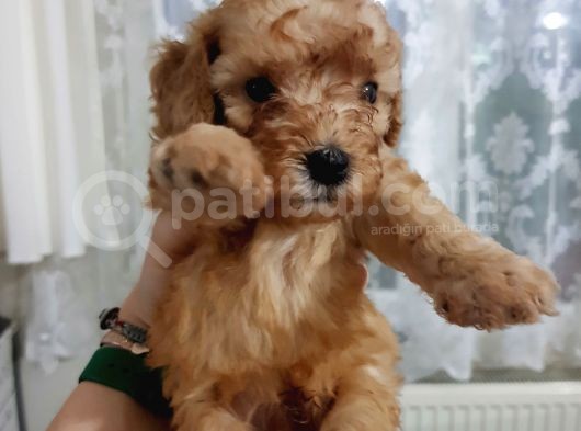 Apricot Toy Poodle Yavru görsel