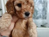 Apricot Toy Poodle Yavru