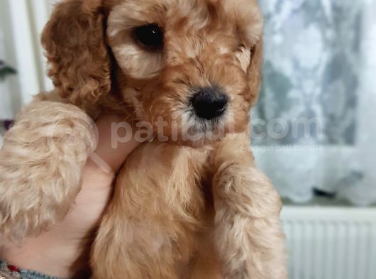 Apricot Toy Poodle Yavru görsel