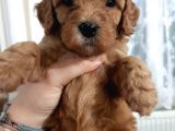 Apricot Toy Poodle Yavru