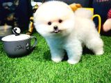 Aa Kalite Safkan  Pomeranian Oğlumuz