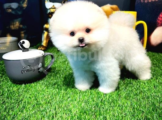 Aa Kalite Safkan  Pomeranian Oğlumuz görsel