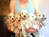 Baby Face Apri̇cot Malti̇poo Yavrularimiz