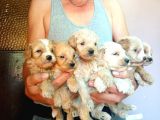 Baby Face Apri̇cot Malti̇poo Yavrularimiz