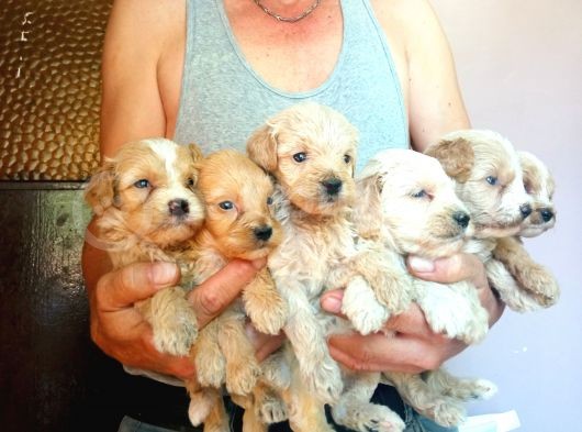 Baby Face Apri̇cot Malti̇poo Yavrularimiz görsel