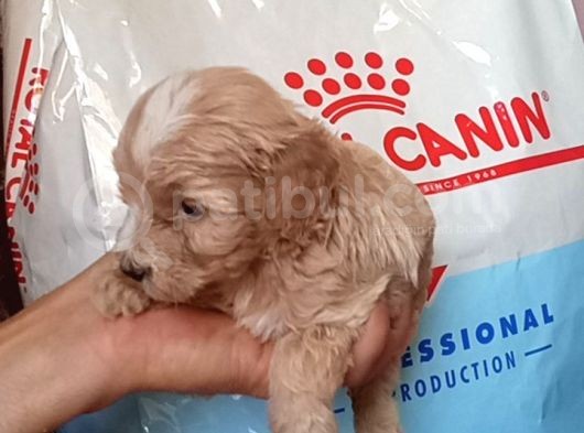 Baby Face Apri̇cot Malti̇poo Yavrularimiz görsel