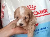 Hari̇ka Kali̇tede Pet Pasaportlu Malti̇poo Yavrularimiz