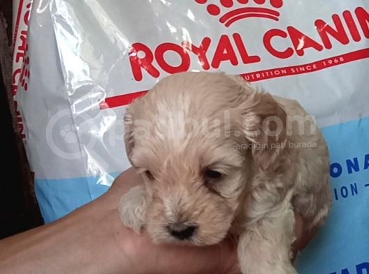 Muhteşemm Malti̇poo Yavrulari Mi̇kroçi̇pli̇