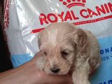 Muhteşemm Malti̇poo Yavrulari Mi̇kroçi̇pli̇