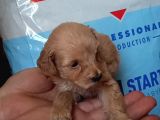 Muhteşemm Malti̇poo Yavrulari Mi̇kroçi̇pli̇