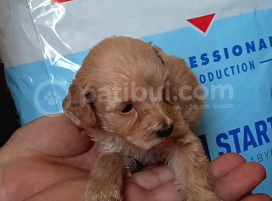 Muhteşemm Malti̇poo Yavrulari Mi̇kroçi̇pli̇ görsel