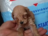 Muhteşemm Malti̇poo Yavrulari Mi̇kroçi̇pli̇