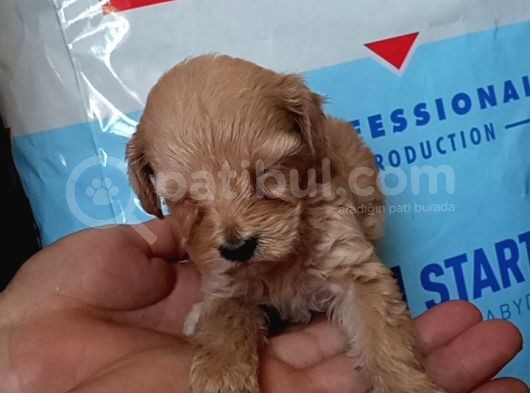 Muhteşemm Malti̇poo Yavrulari Mi̇kroçi̇pli̇ görsel
