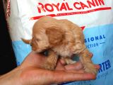 Muhteşemm Malti̇poo Yavrulari Mi̇kroçi̇pli̇
