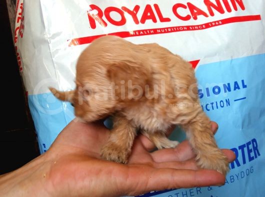 Muhteşemm Malti̇poo Yavrulari Mi̇kroçi̇pli̇ görsel