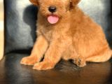 Red Di̇şi̇ Safkan Malti̇poo