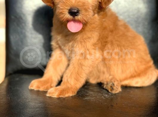 Red Di̇şi̇ Safkan Malti̇poo görsel