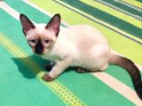 Safkan Siyam Kedisi