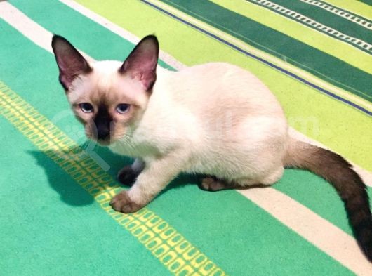 Safkan Siyam Kedisi görsel