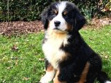 Bernesse Mountain Dog Safkan Garantili Orjinal