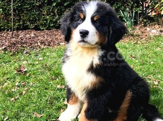 Bernesse Mountain Dog Safkan Garantili Orjinal