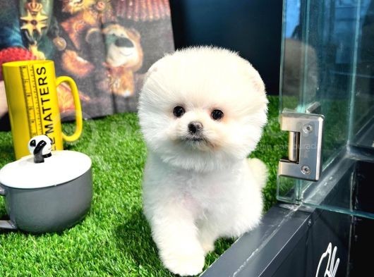 Aa Kalite Safkan  Pomeranian Oğlumuz görsel
