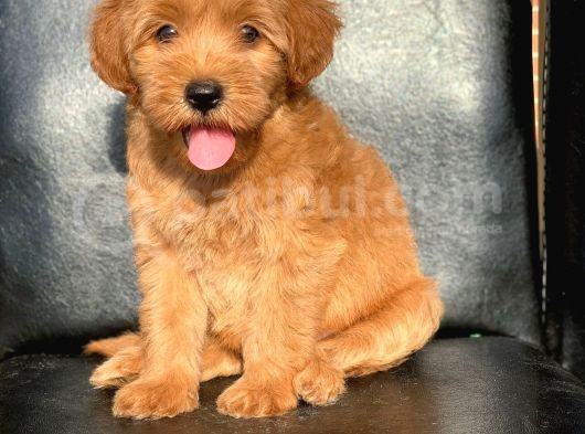 Red Di̇şi̇ Safkan Malti̇poo görsel