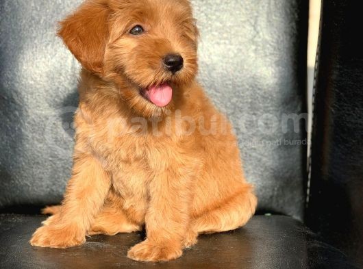 Red Di̇şi̇ Safkan Malti̇poo görsel