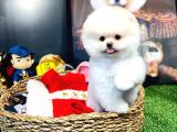 Aa Kalite Safkan  Pomeranian Oğlumuz