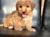 Hari̇ka Tüy Yapisi Erkek Malti̇poo