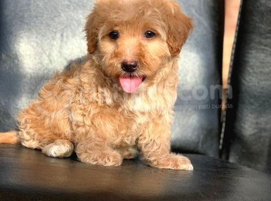 Hari̇ka Tüy Yapisi Erkek Malti̇poo görsel