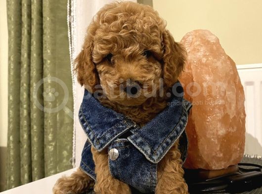Karamelll Toypoodle ‘In Bebekleriiiii