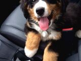 Bernesse Mountain Dog Safkan Garantili Orjinal