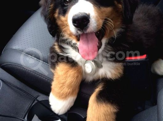 Bernesse Mountain Dog Safkan Garantili Orjinal görsel