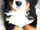 Bernesse Mountain Dog Safkan Garantili Orjinal
