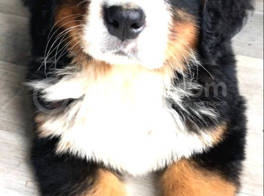 Bernesse Mountain Dog Safkan Garantili Orjinal görsel