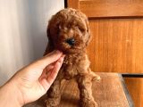 Karamelll Toypoodle ‘In Bebekleriiiii