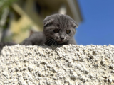 Erkek Dişi Scottish Fold Top Kafa