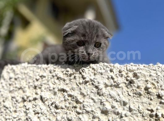 Erkek Dişi Scottish Fold Top Kafa