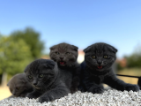 Erkek Dişi Scottish Fold Top Kafa