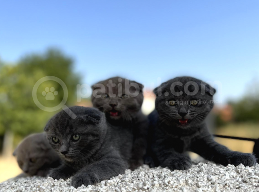 Erkek Dişi Scottish Fold Top Kafa görsel