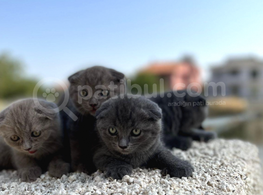 Erkek Dişi Scottish Fold Top Kafa görsel